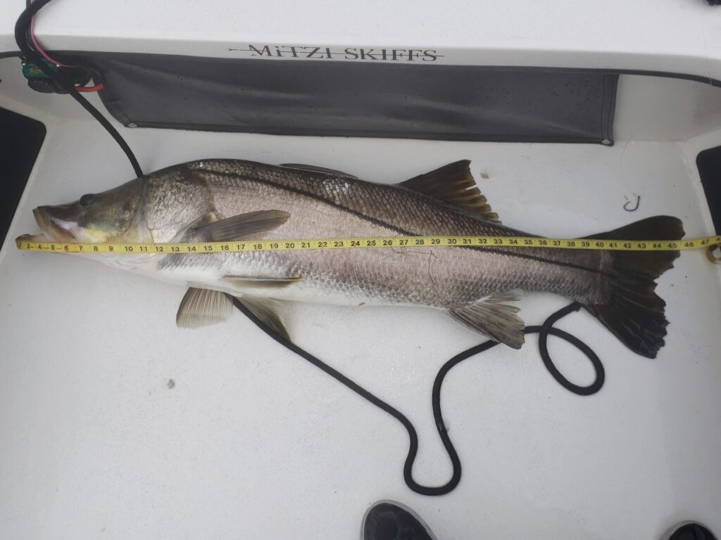 A picture of MONSTER SNOOK IN THE PAPER! with Bag´Em Fishing Charters