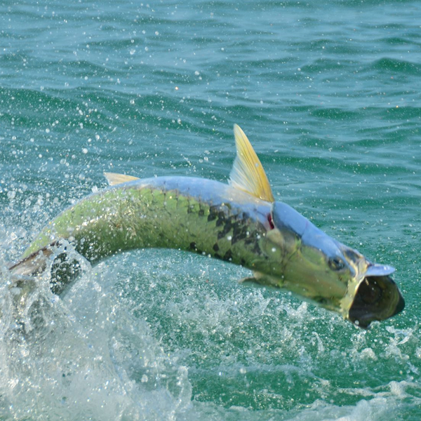 A picture of Tampa Tarpon Fishing Charters with Bag´Em Fishing Charters