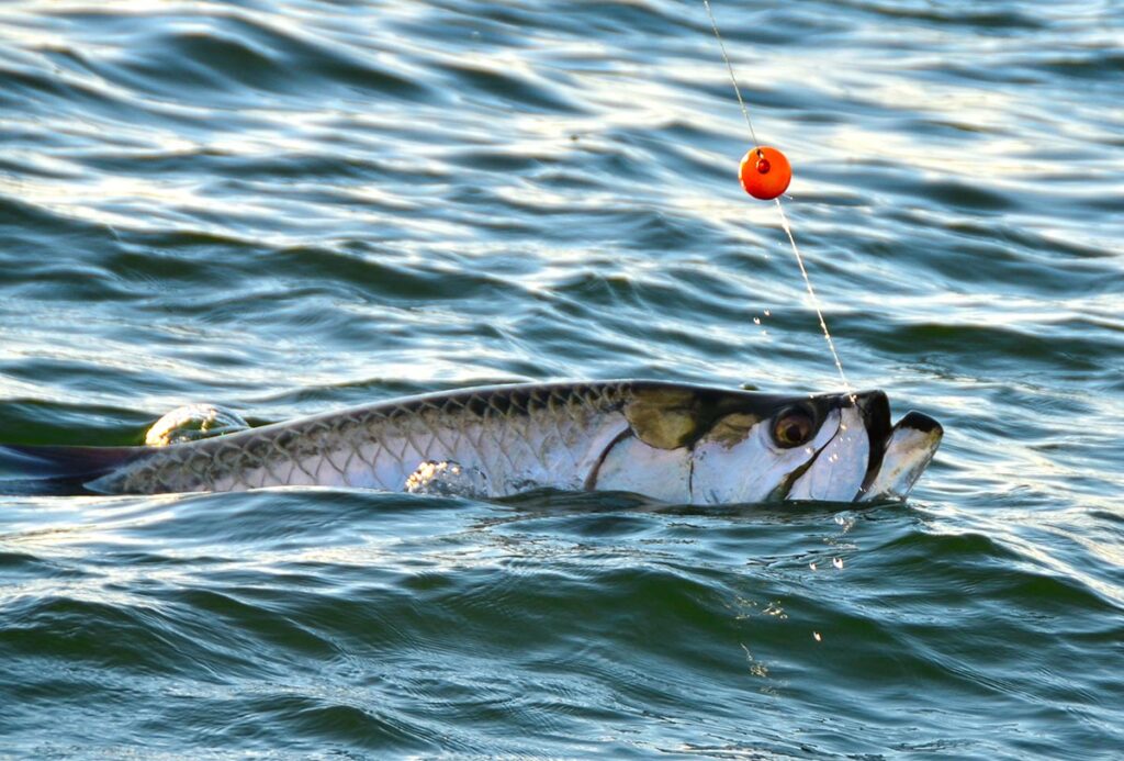 A picture of 2024 Tampa Tarpon Fishing Season with Bag´Em Fishing Charters