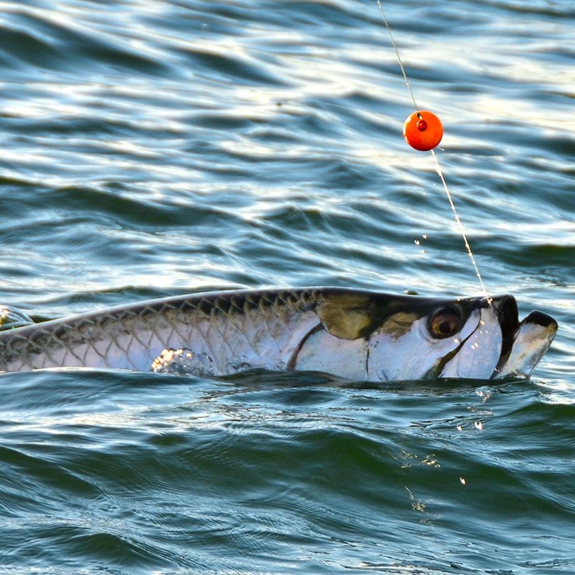 A picture of April Fishing Forecast: What to Expect in Tampa Bay with Bag´Em Fishing Charters