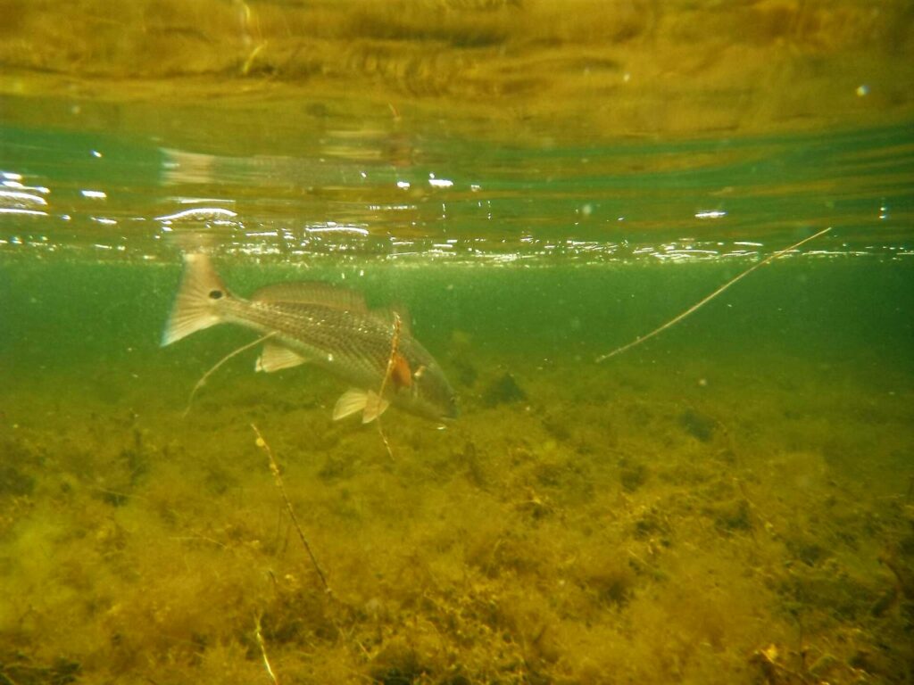 A picture of Tampa Bay Flats Fishing with Bag´Em Fishing Charters