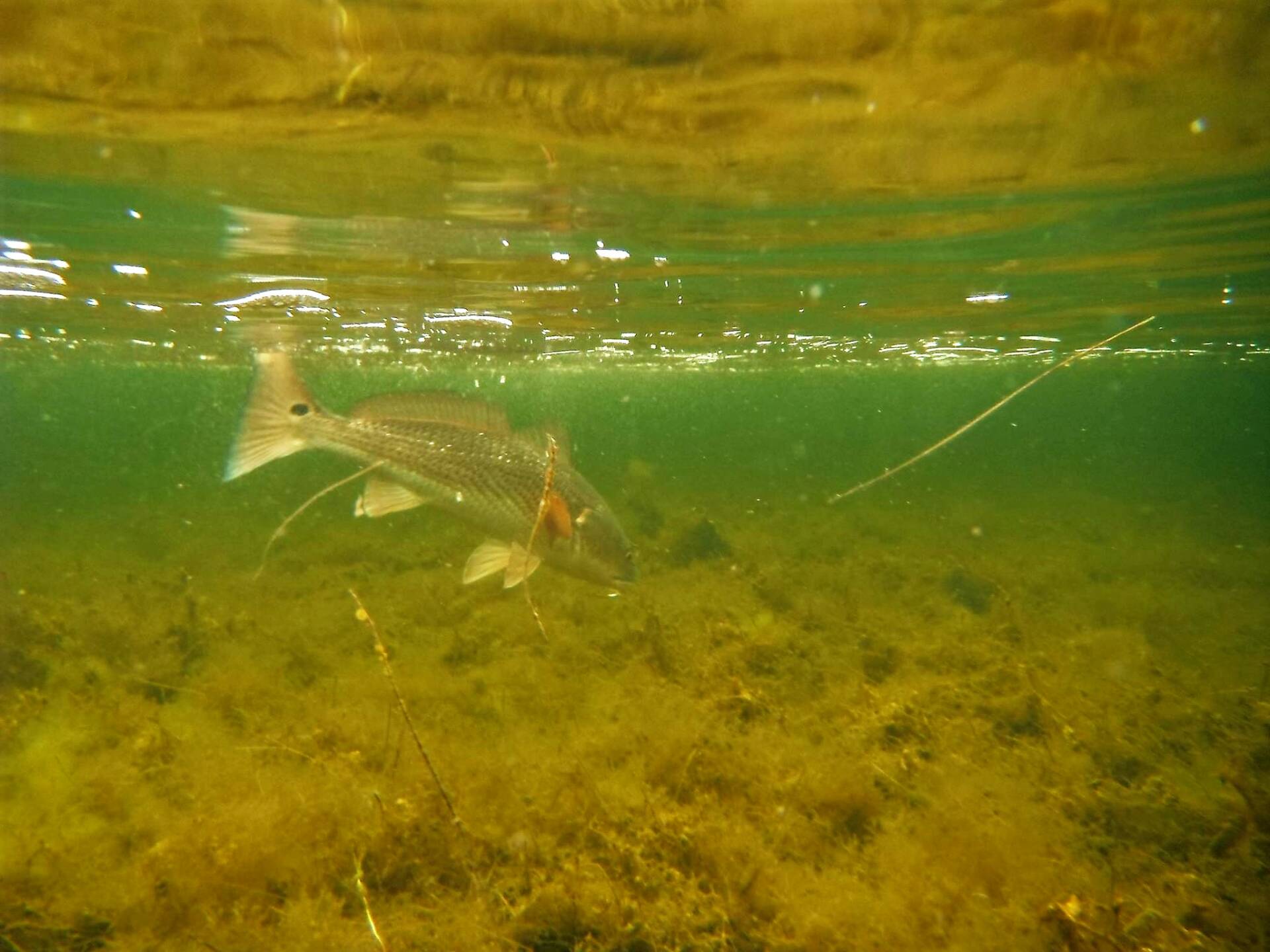 A picture of Tampa Bay Backcountry Fishing with Bag´Em Fishing Charters