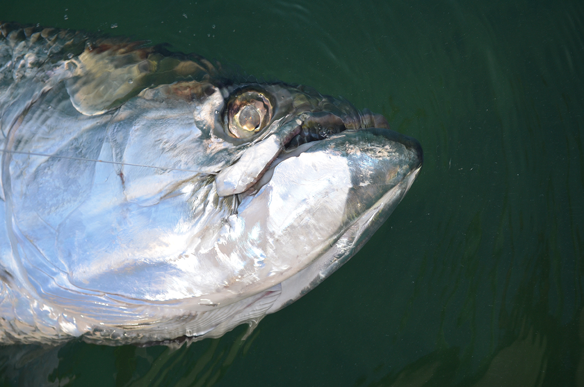 A picture of 2024 Tampa Tarpon Fishing Season with Bag´Em Fishing Charters