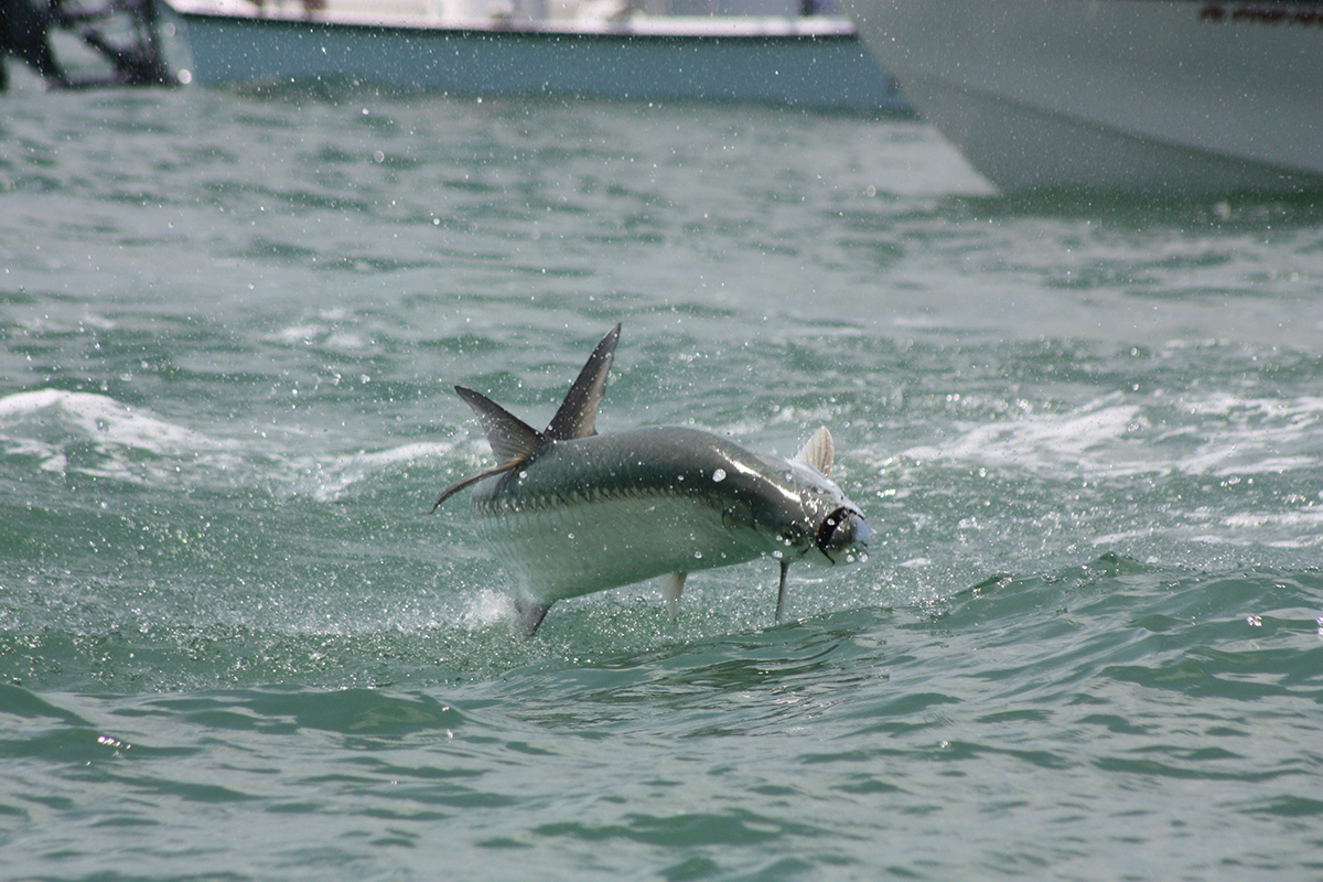 A picture of 2024 Tampa Tarpon Fishing Season with Bag´Em Fishing Charters