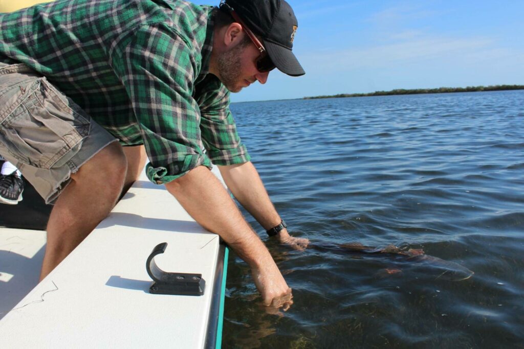 A picture of Fishing The Spook Jr In Tampa Bay with Bag´Em Fishing Charters