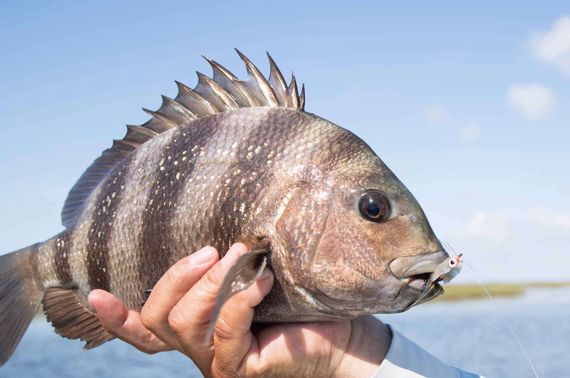 Targeting Winter Sheepshead & Black Drum