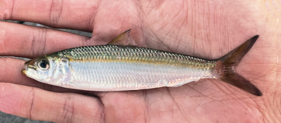 A picture of Catching White Bait in Winter in Tampa Bay with Bag´Em Fishing Charters