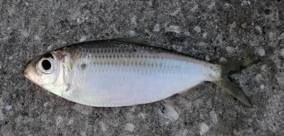 A picture of Catching White Bait in Winter in Tampa Bay with Bag´Em Fishing Charters