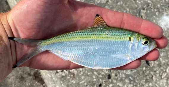 A picture of Catching White Bait in Winter in Tampa Bay with Bag´Em Fishing Charters